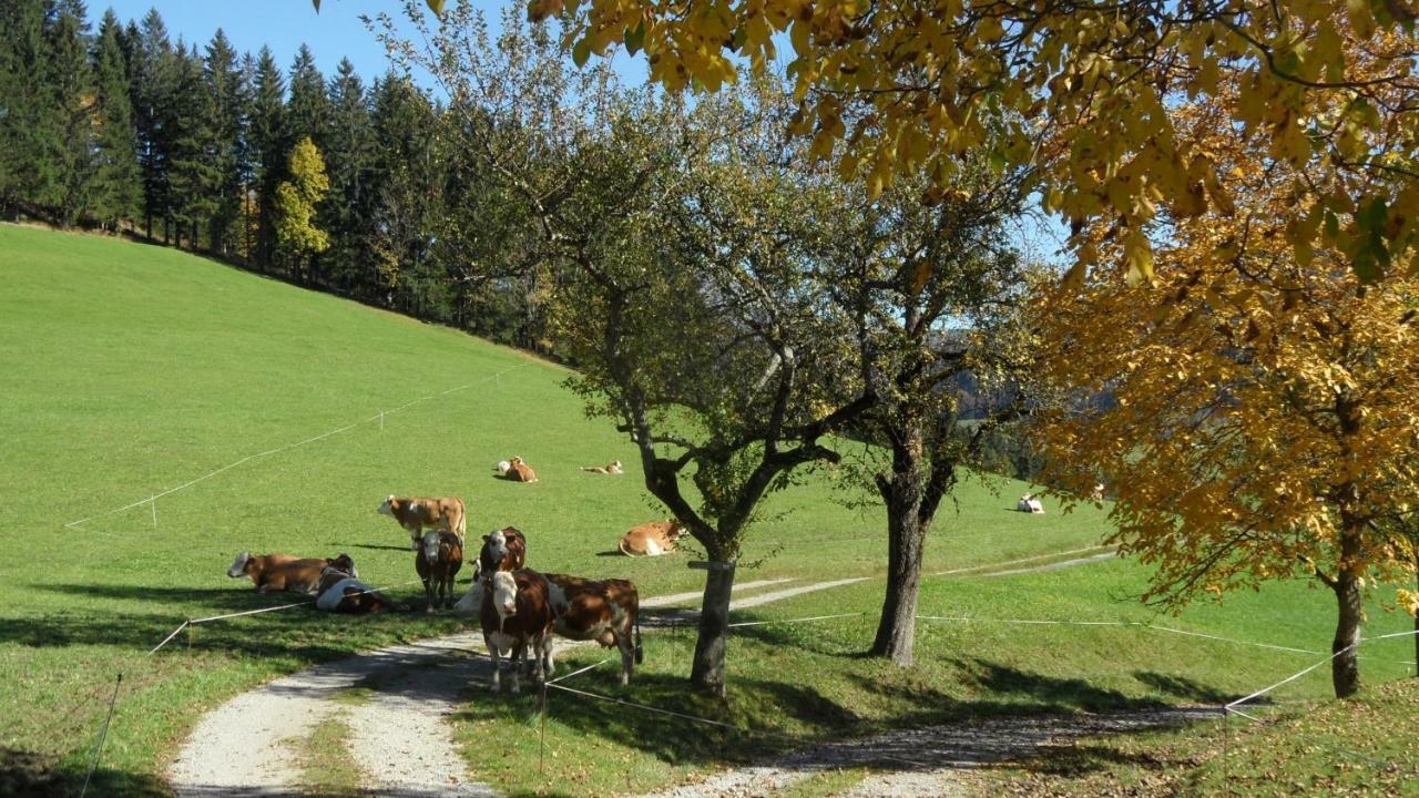Biobauernhof Obereck Daire Göstling an der Ybbs Dış mekan fotoğraf
